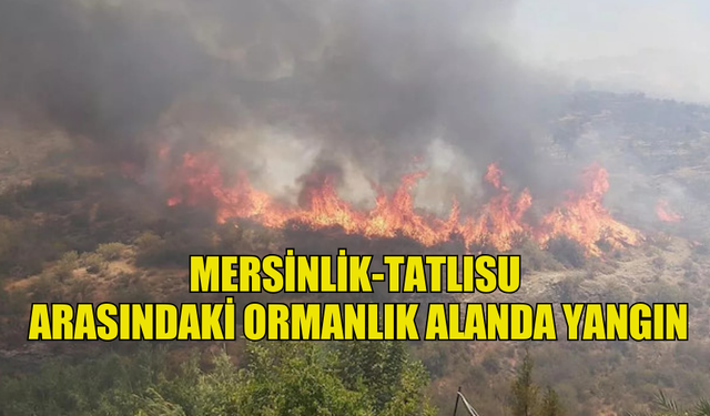 MERSİNLİK BÖLGESİNDE YANGIN ÇIKT!