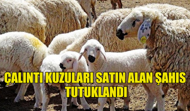 ÇALINTI KUZULARI SATIN ALAN ŞAHIS  TUTUKLANDI