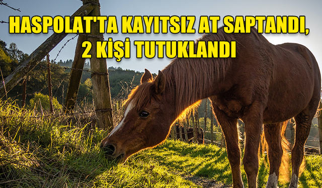 HASPOLAT'TA KAYITSIZ AT SAPTANDI, 2 KİŞİ TUTUKLANDI