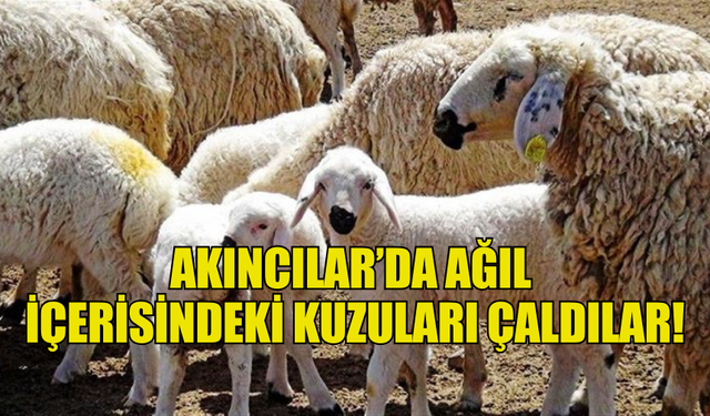 AKINCILAR'DA AĞIL İÇERİSİNDEKİ KUZULARI ÇALDILAR!