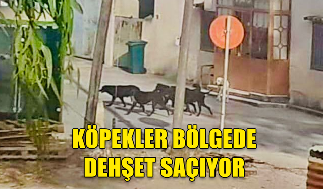 BOĞAZİÇİ LAPATHOS KÖYÜNDE BAŞI BOŞ KÖPEKLER DEHŞET SAÇTI.