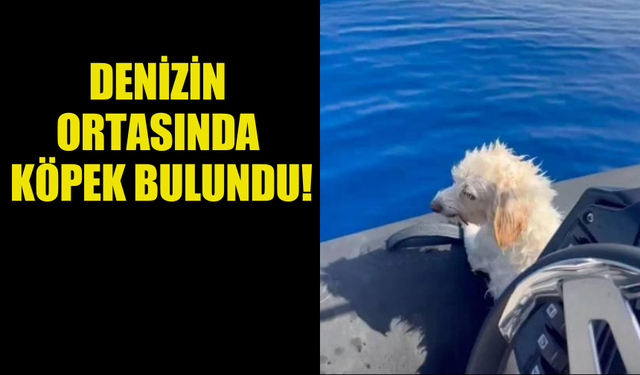 DENİZİN ORTASINDA MAHSUR KALMIŞ HALDE BİR KÖPEK BULUNDU