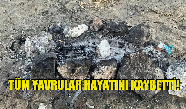 KAPLUMBAĞA YUVASININ ÜZERİNDE MANGAL YAKTILAR!