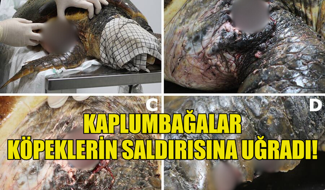 YUMURTLAMAK İÇİN SAHİLE ÇIKAN  KAPLUMBAĞALAR KÖPEKLERİN SALDIRISINA UĞRADI!