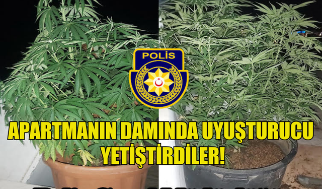 DOĞANKÖY'DE YAPILAN OPERASYONDA SAKSI İÇERİSİNDE YETİŞTİRİLMİŞ UYUŞTURUCU BULUNDU