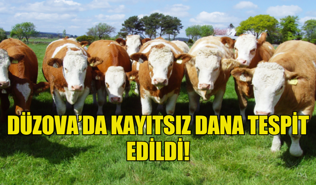 DÜZOVA'DA 15 ADET KAYITSIZ DANA TESPİT EDİLDİ