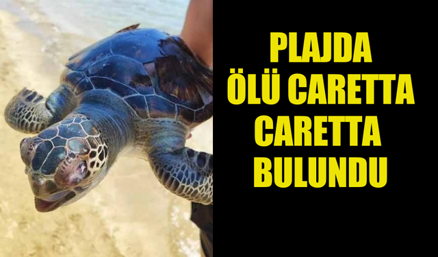 ARKIN PALM BEACH PLAJI’NDA ÖLÜ CARETTA CARETTA BULUNDU