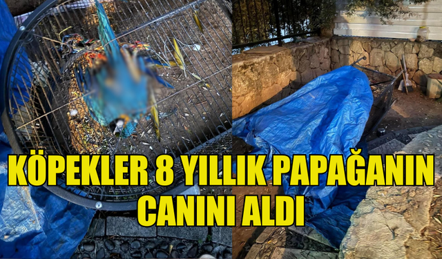 BAŞIBOŞ KÖPEKLER BİR VATANDAŞIN PAPAĞANINI ÖLDÜRDÜ!