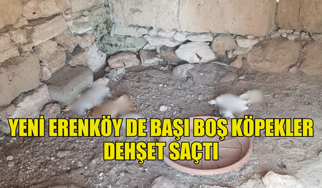 YENİ ERENKÖY DE BAŞI BOŞ KÖPEKLER DEHŞET SAÇTI