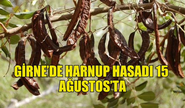 GİRNE’DE HARNUP HASADI 15 AĞUSTOS’TA BAŞLIYOR