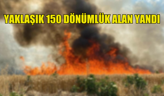 VADİLİ'DE YAKLAŞIK 150 DÖNÜMLÜK ALAN YANDI