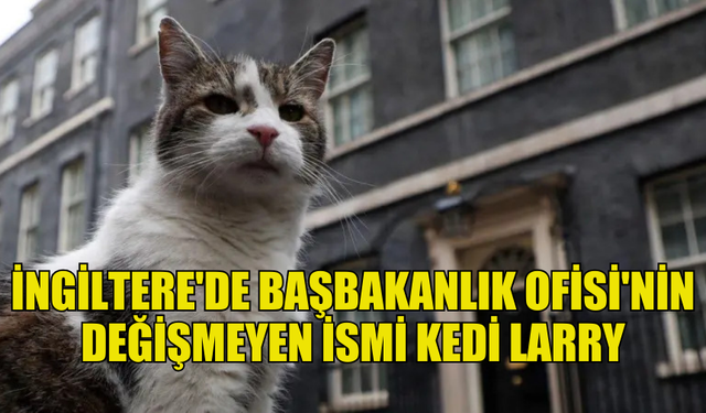 İNGİLTERE BAŞBAKANLIK OFİSİ'NİN KEDİSİ LARRY BUGÜNE KADAR 6 BAŞBAKANI AĞIRLADI