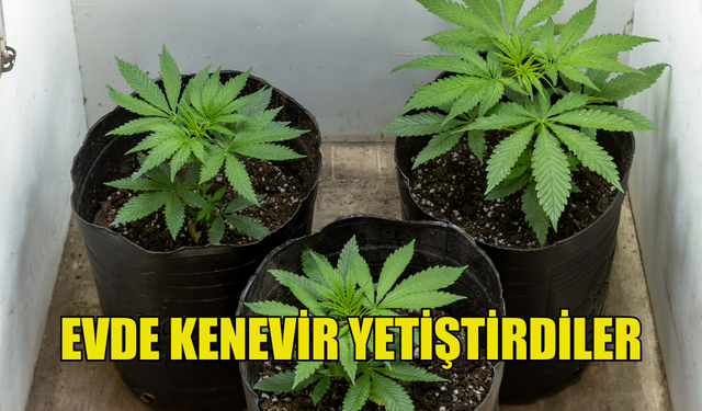 GÜVERCİNLİK VE GAZİMAĞUSA'DA İKİ FARKLI EVDE KENEVİR TESPİT EDİLDİ