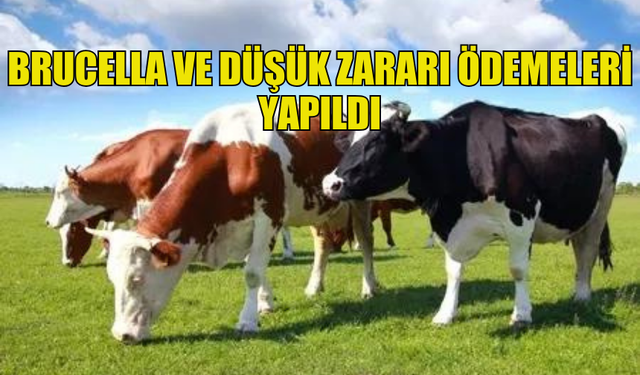 BRUCELLA VE DÜŞÜK ZARARI ÖDEMELERİNİN YAPILDIĞI DUYURULDU