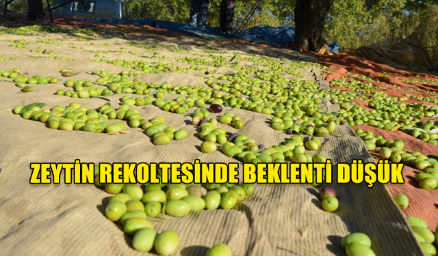 ZEYTİN REKOLTESİNDE BEKLENTİ DÜŞÜK