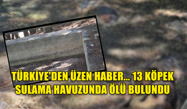 TÜRKİYE'DEN ÜZEN HABER... 13 KÖPEK SULAMA HAVUZUNDA ÖLÜ BULUNDU