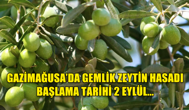 GAZİMAĞUSA’DA GEMLİK ZEYTİN HASADI BAŞLAMA TARİHİ 2 EYLÜL...