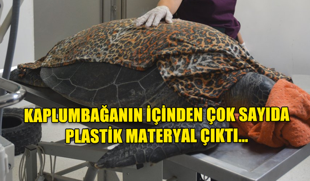 KAPLUMBAĞANIN İÇİNDEN ÇOK SAYIDA PLASTİK MATERYAL ÇIKTI…