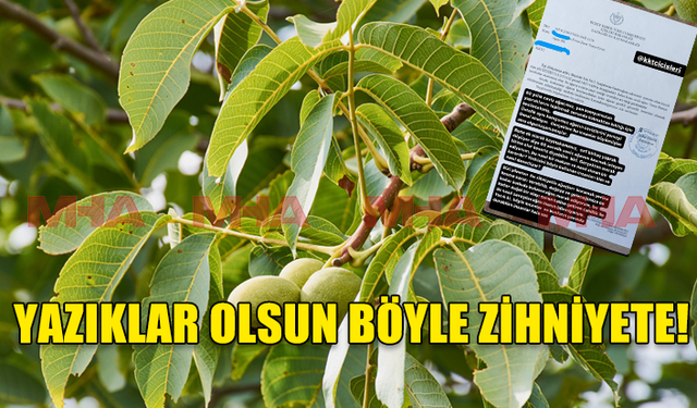 EL ELE VEREN KAYMAKAMLIK İLE TARIM DAİRESİ YETKİLİLERİ 60 YILLIK CEVİZ AĞACININ KESİLMESİNİ ONAYLADI!