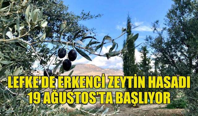 LEFKE’DE ERKENCİ ZEYTİN 19 AĞUSTOS, YERLİ ZEYTİN HASADI 2 EYLÜL’DE