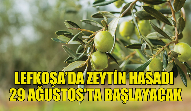 LEFKOŞA’DA ZEYTİN HASADININ TARİHİ BELİRLENDİ