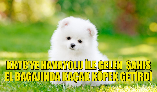 KKTC’YE YASADIŞI KÖPEK GETİREN YOLCUYA SORUŞTURMA AÇILDI