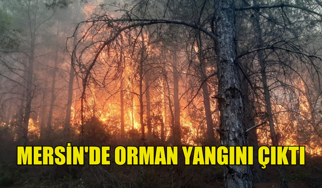 MERSİN'DE ORMAN YANGINI MEYDANA GELDİ