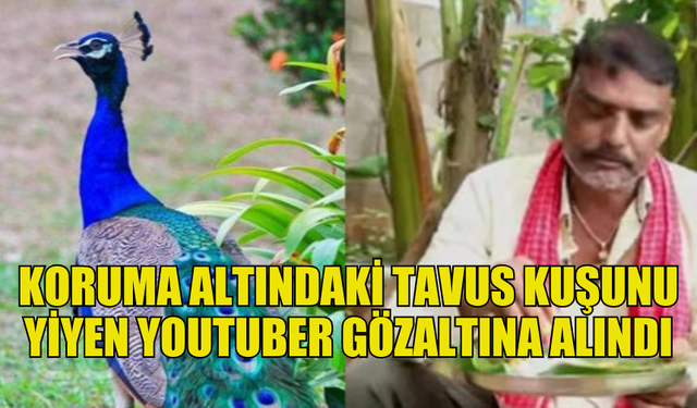 HİNDİSTAN'DA KORUMA ALTINDAKİ TAVUS KUŞUNU YİYEN BİR YOUTUBER GÖZALTINA ALINDI