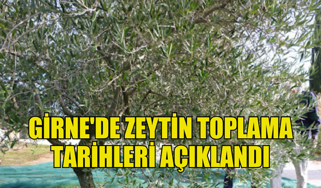 GİRNE'DE ZEYTİN TOPLAMA TARİHLERİ BELİRLENDİ