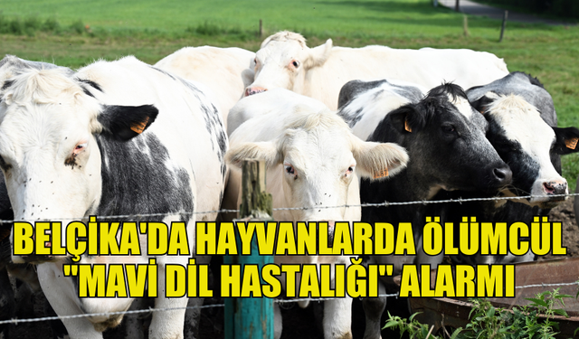 BELÇİKA'DA HAYVANLARDA ÖLÜMCÜL "MAVİ DİL HASTALIĞI" BAŞ GÖSTERDİ