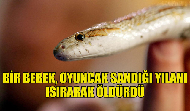 HİNDİSTAN'DA BİR BEBEK, OYUNCAK SANDIĞI YILANI ISIRARAK ÖLDÜRDÜ