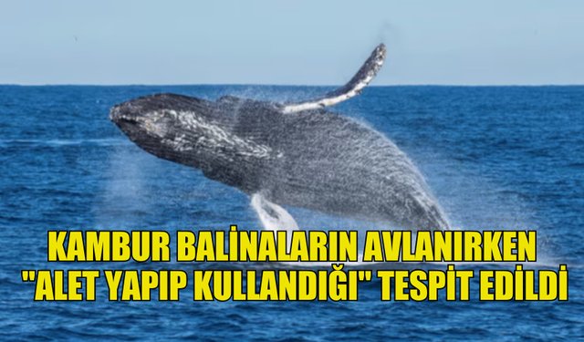 ARAŞTIRMACILAR  KAMBUR BALİNALARIN AVLANIRKEN "ALET YAPIP KULLANDIĞI" TESPİT ETTİ