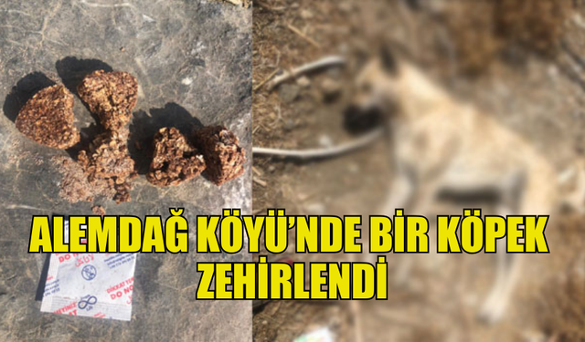 ALEMDAĞ KÖYÜNDE KÖPEK ZEHİRLENDİ: PARMAK İZİ İNCELEMESİ YAPILACAK