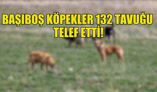 LAPTA'DA BAŞIBOŞ KÖPEKLER 132 TAVUĞU  TELEF ETTİ! KÖPEKLERİN SAHİBİ HAKKINDA YASAL İŞLEM BAŞLATILDI...