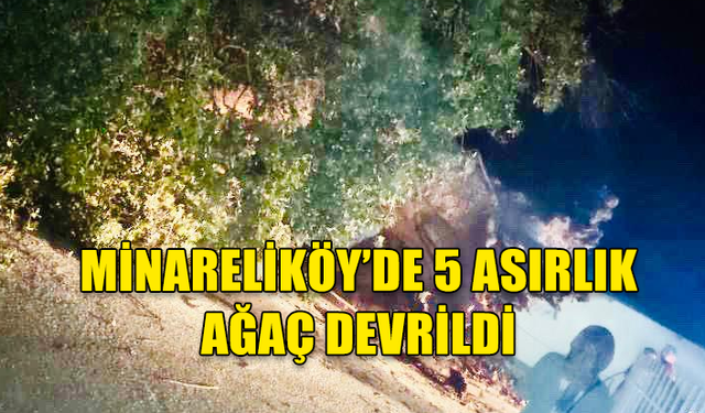 MİNARELİKÖY'DE 500 YILLIK AĞAÇ DEVRİLDİ