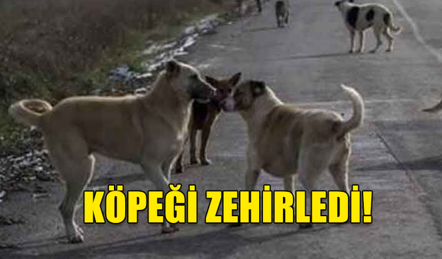 GEMİKONAĞI'NDA KÖPEĞİ ÖLDÜREN ŞAHIS TESPİT EDİLDİ