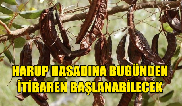 GÜZELYURT’TA ZEYTİN VE HARUP HASADINA BAŞLAMA TARİHLERİ AÇIKLANDI