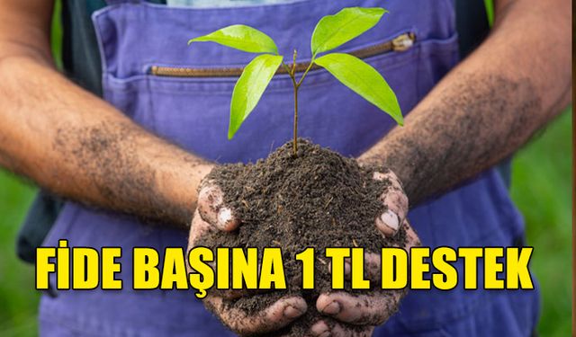 TARIM VE DOĞAL KAYNAKLAR BAKANLIĞI'NDAN SEBZE ÜRETİCİLERİNE FİDE BAŞI 1 TL DESTEK