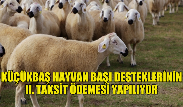 2024 YILI KÜÇÜKBAŞ HAYVAN BAŞI DESTEKLERİNİN II. TAKSİT ÖDEMESİ YAPILIYOR