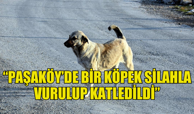 BAROLAR BİRLİĞİ VE ALTIN PATİLER DERNEĞİ: “PAŞAKÖY’DE BİR KÖPEK SİLAHLA VURULUP KATLEDİLDİ”