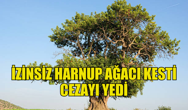 PARK YERİNDEKİ HARNUP AĞACINI KESTİ