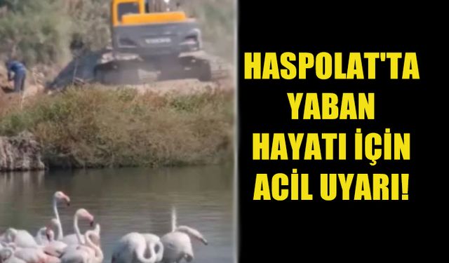 HASPOLAT'TA DOĞA İÇİN ACİL ÇAĞRI: YABAN HAYATINA ÖNEM VERİN!