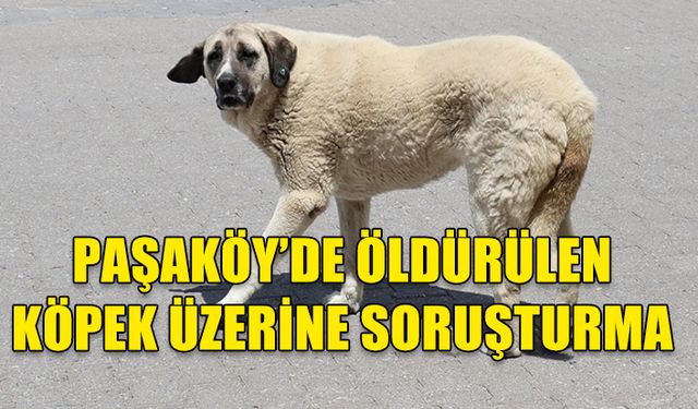 POLİS PAŞAKÖY’DE ÖLÜ BULUNAN KÖPEĞİN ŞÜPHELİ ÖLÜMÜ ÜZERİNE SORUŞTURMA BAŞLATTI