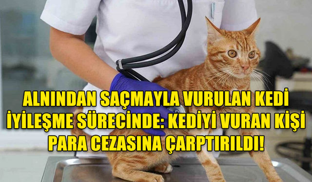 ALNINDAN SAÇMAYLA VURULAN KEDİ İYİLEŞME SÜRECİNDE: KEDİYİ VURAN KİŞİ PARA CEZASINA ÇARPTIRILDI!