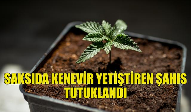 GÖNYELİ'DE SAKSIDA KENEVİR YETİŞTİREN ŞAHIS TUTUKLANDI