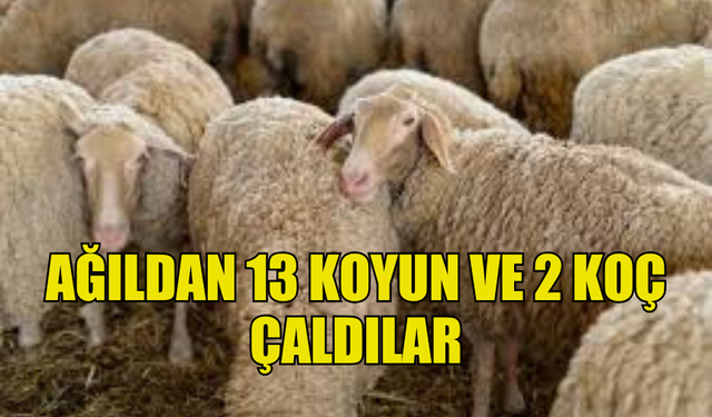 YEŞİLYURT’TA  AĞILDAN 13 KOYUN VE 2 KOÇ ÇALDILAR