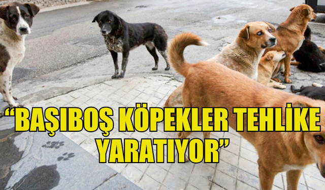 LEFKE ÇEVRE VE EKOLOJİ DERNEĞİ: “BAŞIBOŞ KÖPEKLER TEHLİKE YARATIYOR”