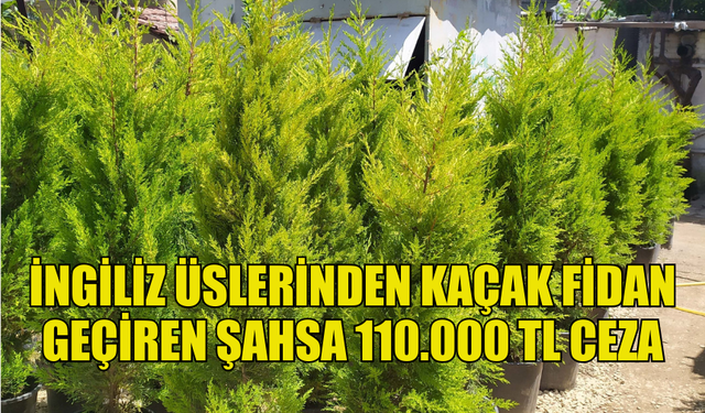 KAÇAK 40 JAKARANDA VE 30 SERVİ FİDANI ELE GEÇİRİLDİ