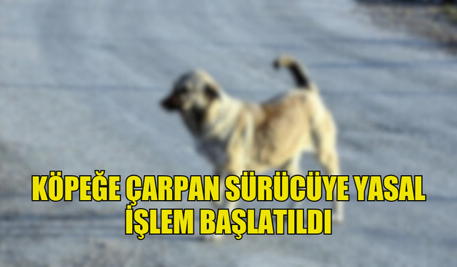 KÖPEĞE ÇARPAN ARAÇ SÜRÜCÜSÜ TESPİT EDİLEREK HAKKINDA YASAL İŞLEM BAŞLATILDI…