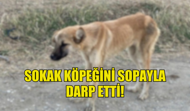 BOSTANCI’DA KÖPEĞE ŞİDDET UYGULAYAN ŞAHIS TEMİNATA BAĞLANDI